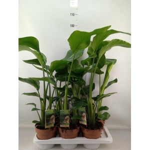 Strelitzia nicolai