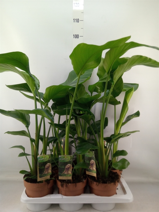 <h4>Strelitzia nicolai</h4>