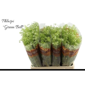 LEP RU GREEN BELL