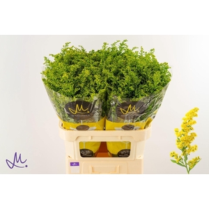 SOLIDAGO  'CARZAN GLORY'