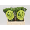 Dianthus Br Kiwi Mellow