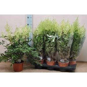 Astilbe japonica 