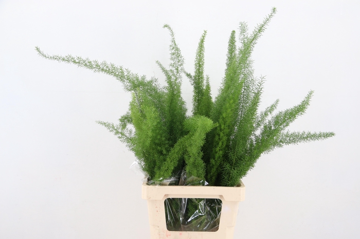 <h4>ASP DENS MYERS</h4>