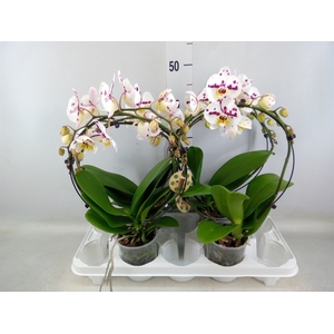 Phalaenopsis   ...