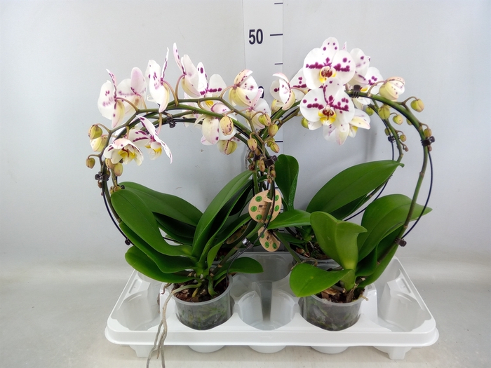 <h4>Phalaenopsis   ...</h4>