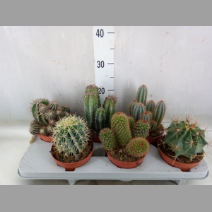 Cactus   ...mix