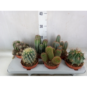 Cactus   ...mix