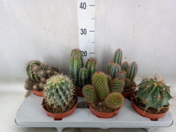 <h4>Cactus   ...mix</h4>