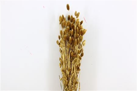 Dried Phalaris Gold Bunch Slv