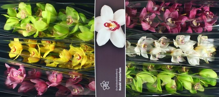 <h4>Cymbidium Mix Doos</h4>