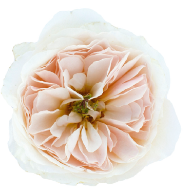 <h4>R Gr David Austin Charity Bicolor 50cm CO</h4>