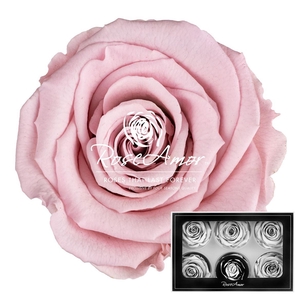 Lplus Pin04