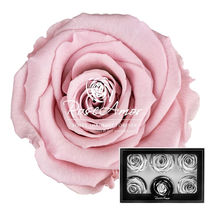 <h4>Lplus Pin04</h4>