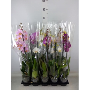 Phalaenopsis   ...mix