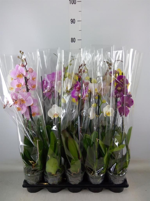 <h4>Phalaenopsis   ...mix</h4>