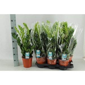 Zamioculcas zamifolia 17Ø 80cm 6st