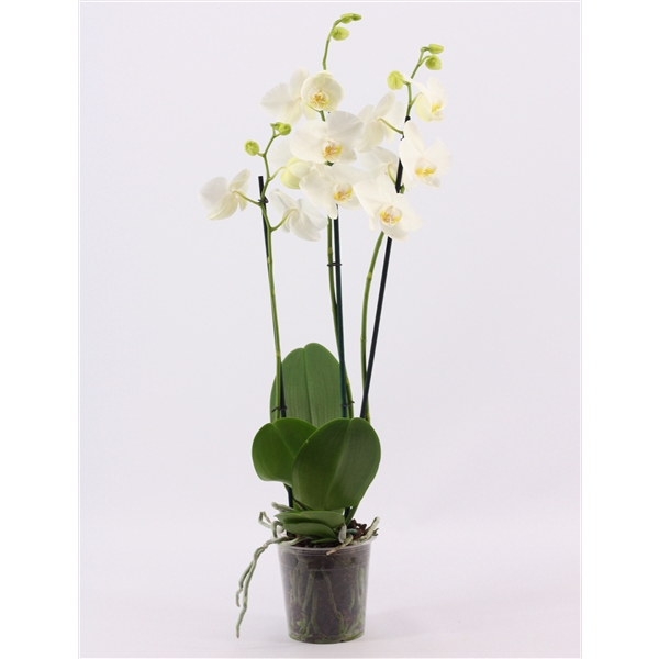 <h4>Phalaenopsis 3 tak wit</h4>