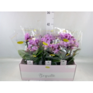 Phalaenopsis multi.   ...lilac