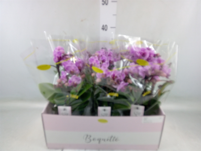 <h4>Phalaenopsis multi.   ...lilac</h4>