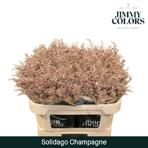 Solidago L70 Metallic Champagne