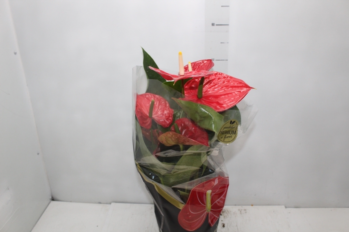 <h4>ANTHURIUM MICHIGAN P17 PREMIUM</h4>