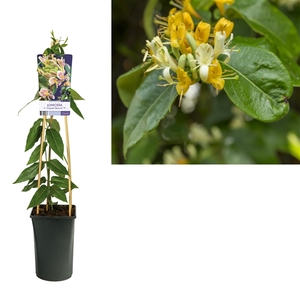 Lonicera h. 'Copper Beauty' PBR +light label