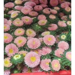 A.Aster seed pink
