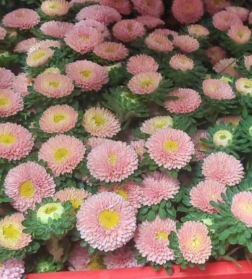 <h4>A.Aster seed pink</h4>