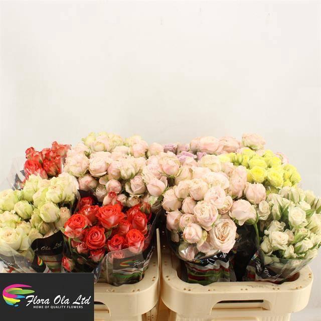 <h4>R TR GEM IN FUST</h4>