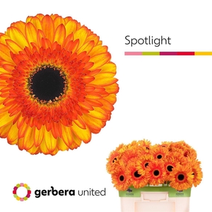 Ge Gr Spotlight