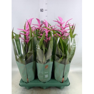 Tillandsia  'Andreas'