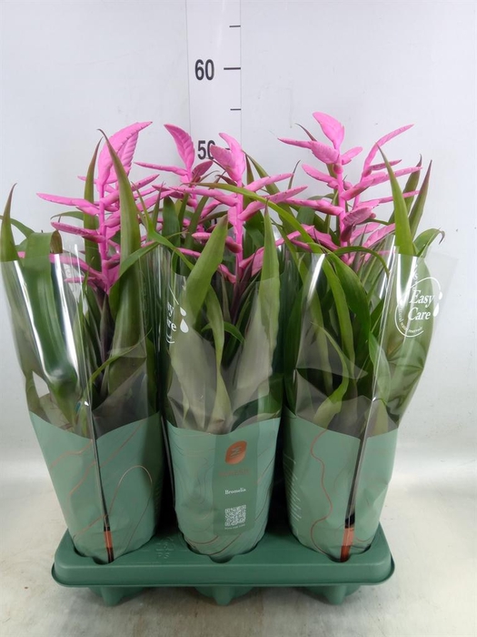 <h4>Tillandsia  'Andreas'</h4>