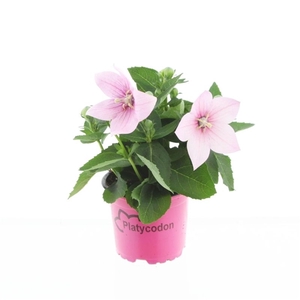Platycodon gr. Astra Pink