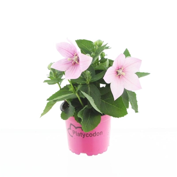 <h4>Platycodon gr. Astra Pink</h4>