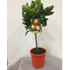 Citrus sinensis