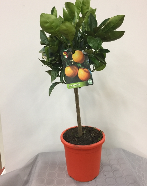 Citrus sinensis