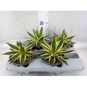 Agave lophantha 'Quadricolor'