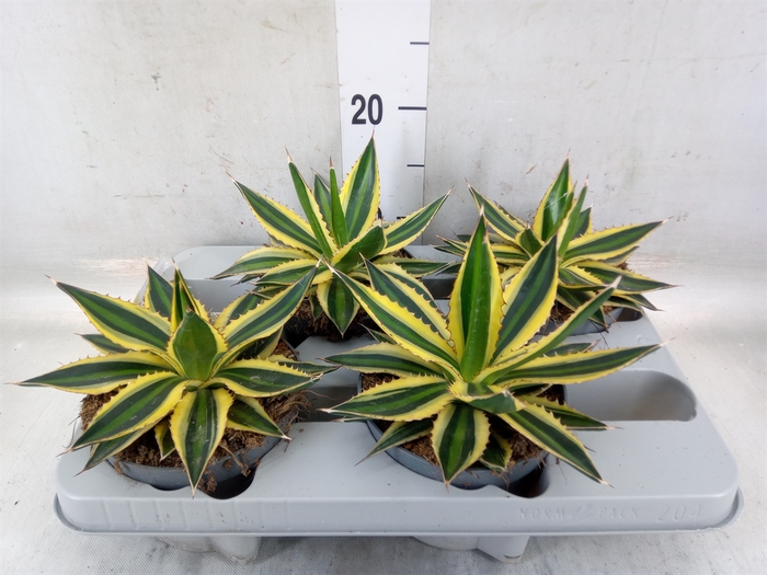 <h4>Agave lophantha 'Quadricolor'</h4>