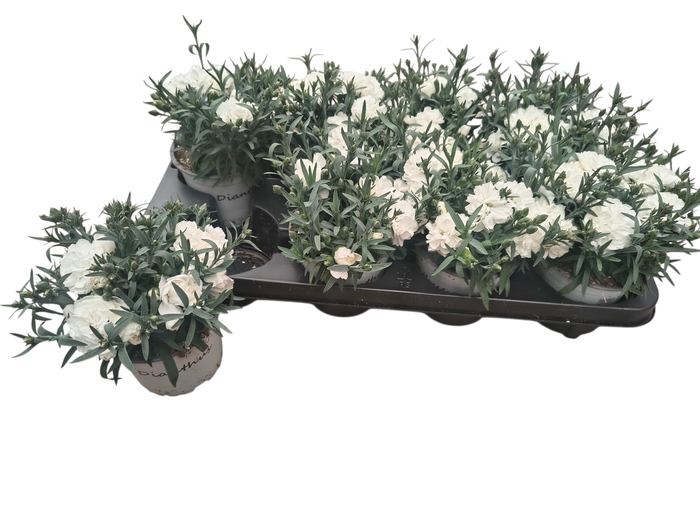 <h4>DIAN S TR WITTA</h4>