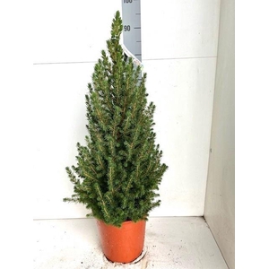 PICEA GL CONICA