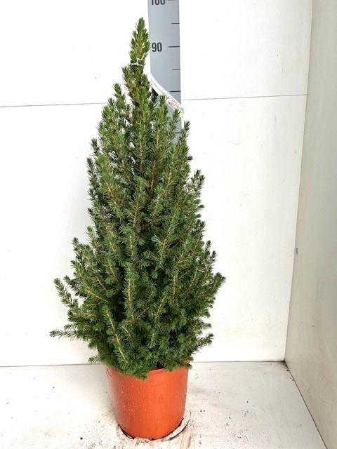 <h4>PICEA GL CONICA</h4>