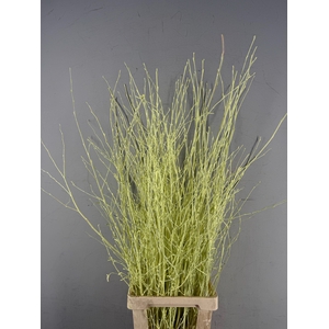 Betula Bs Paint Créme
