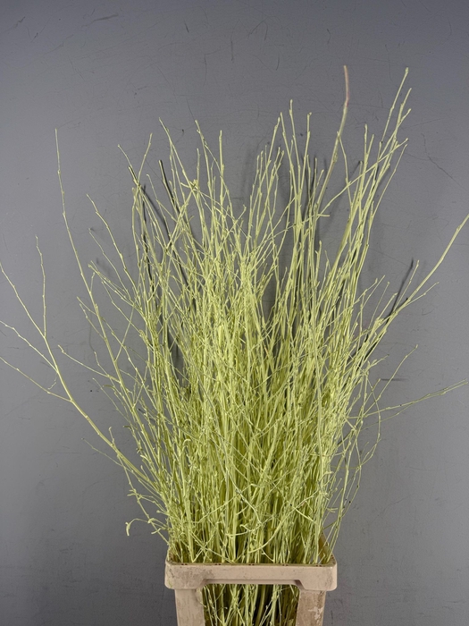<h4>Betula Bs Paint Créme</h4>