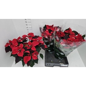 EUPHOR P FANTAS STAR