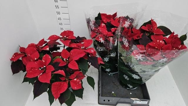 <h4>EUPHOR P FANTAS STAR</h4>