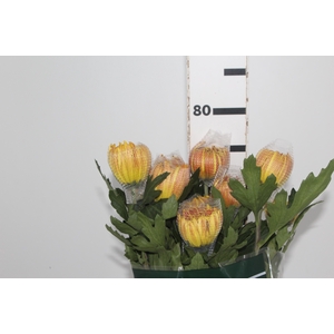 ANASTASIA DARK FUEGO 080 CM