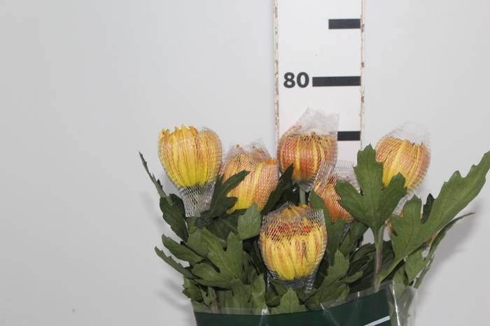 <h4>ANASTASIA DARK FUEGO 080 CM</h4>