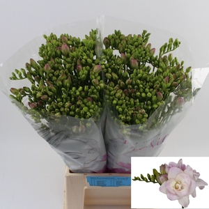 Freesia du Rosario