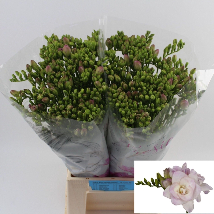 <h4>Freesia du Rosario</h4>