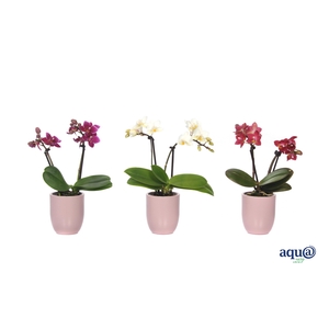 Hugo Silver Pink Tiny Dolls Mix 2T10+ Aqu@